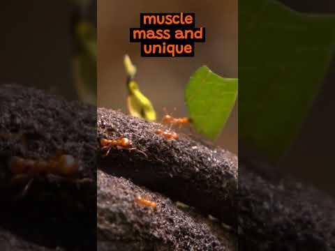 The Amazing Strength of Ants | The Wild Animal Facts